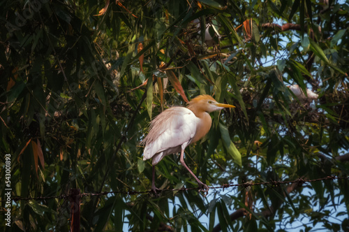 A yellow heron in a tree 