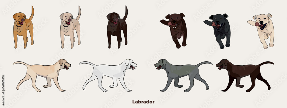 Labrador Retriever colors. Cute Lab dogs characters in various poses, design for print, adorable and cute cartoon vector set, in different poses. All popular colors. Dog Drawing collection set.