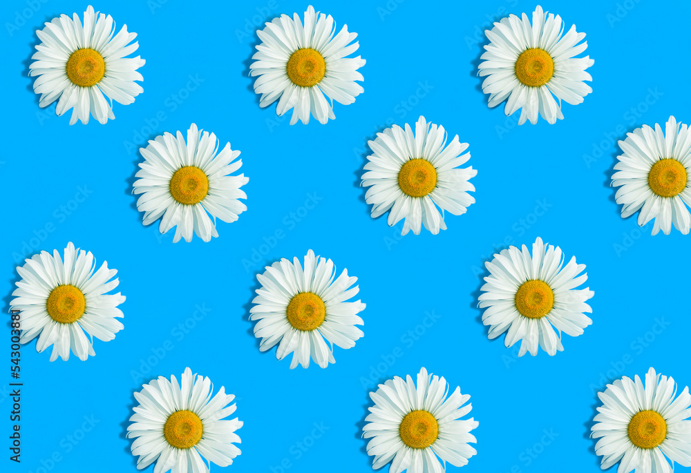 Top view of white chamomile on the blue background. Pattern. Flat lay.