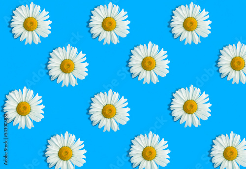 Top view of white chamomile on the blue background. Pattern. Flat lay.