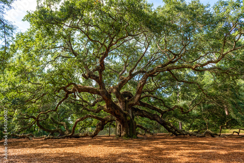 Angel Oak Tree Charleston South Carolina