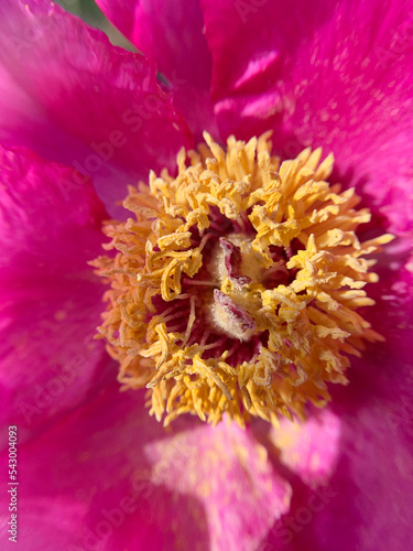 Pink peony flower closeup, yellow peony stamens