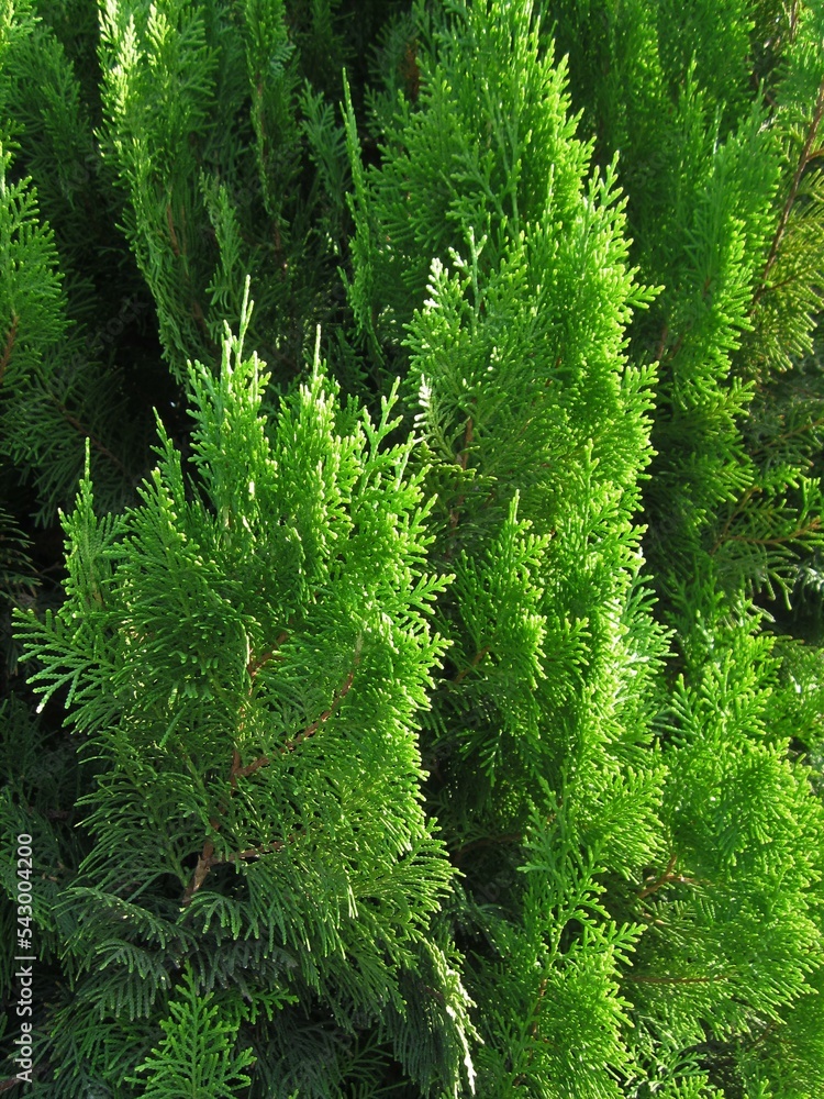 Thuja in green Thuja in green