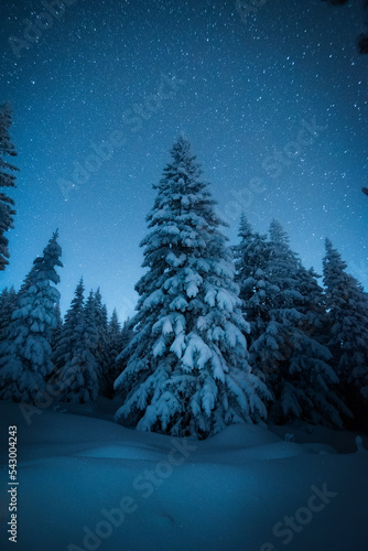 Snow-covered spruce tree in winter forest under the starry night sky