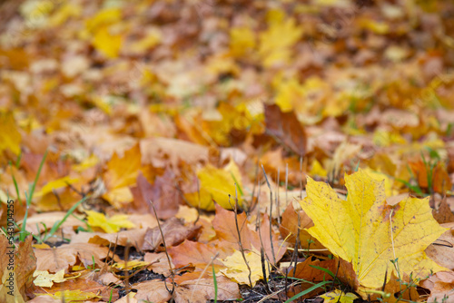 autumn leaves on the grass