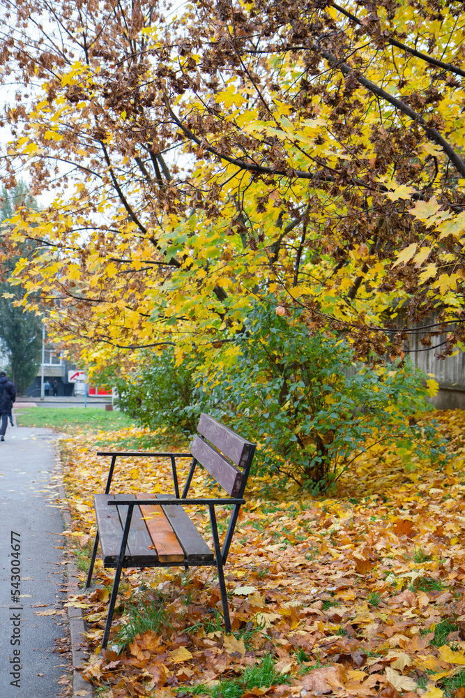 bench in autumn city, yellow leaves on the road
