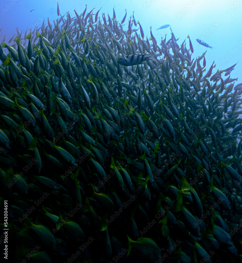 Obraz premium Underwater photo inside a school of fish