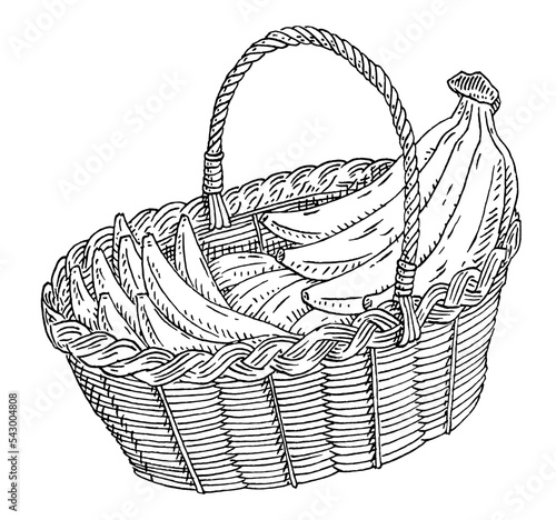 Basket with branch fresh banana. Vector vintage engraved illustration