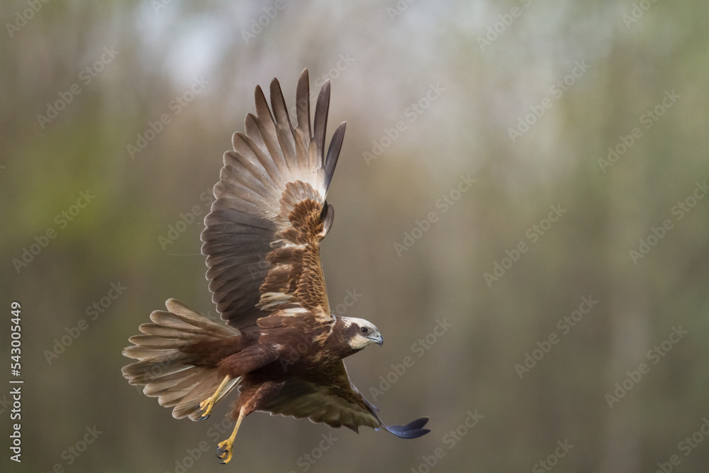 Obraz premium Flying Birds of prey Marsh harrier Circus aeruginosus, hunting time Poland Europe