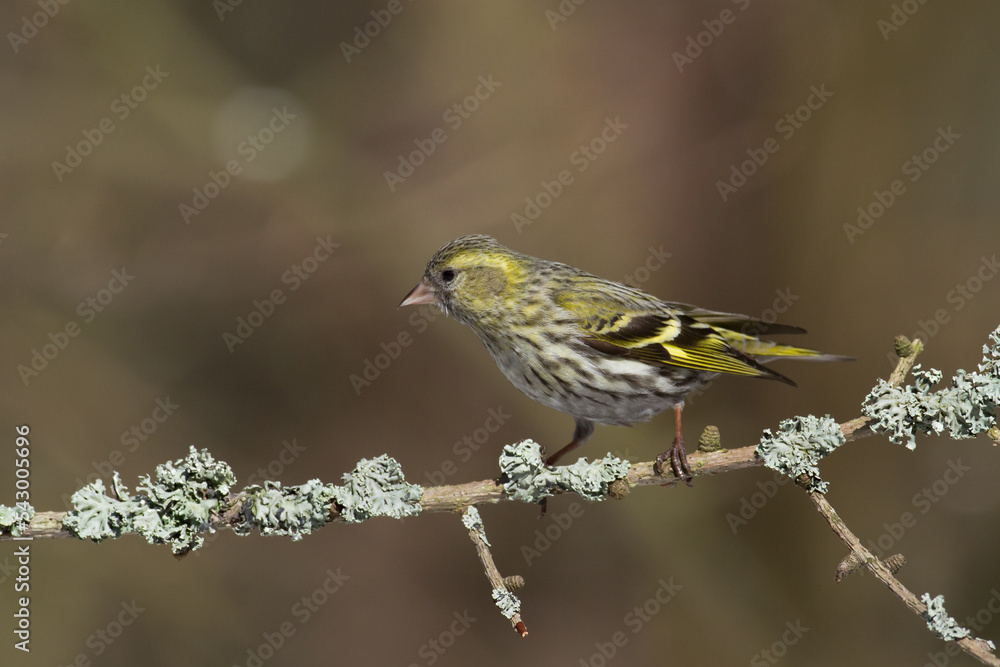 Bird Siskin Carduelis spinus male, small yellow bird, winter time in Poland Europe Bird Siskin Carduelis spinus male, small yellow bird, winter time in Poland Europe