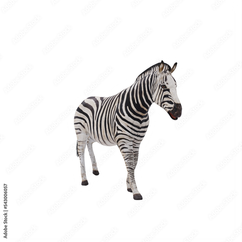 Fototapeta premium zebra isolated