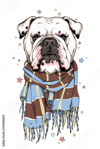 Cute english bulldog in a scarf. Stylish image for printing on any surface	