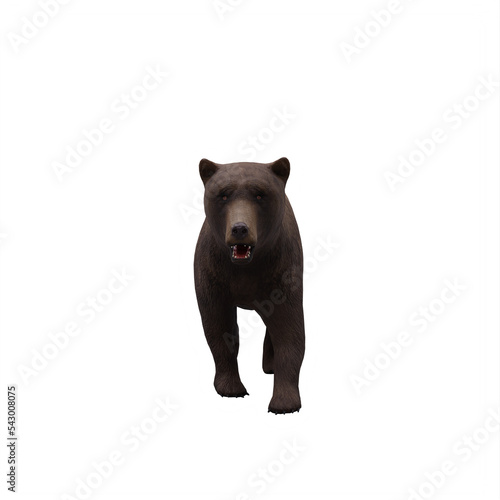 brown bear isolated on white © onay