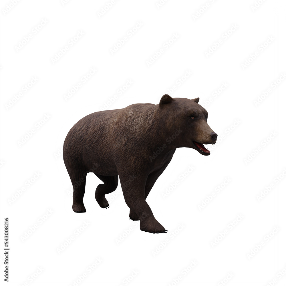 Fototapeta premium brown bear isolated on white