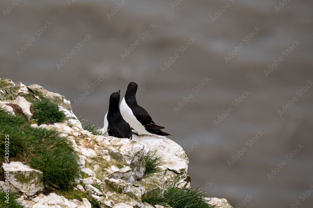 Obraz premium Mating razorbills, Alca torda, perched on rocks looking out to sea