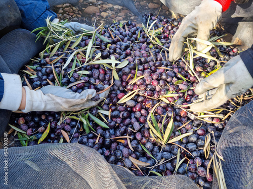 People picking olives in olive oil harvest season