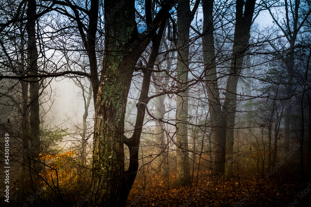 Obraz premium Early morning fog in the forest on a autumn day.
