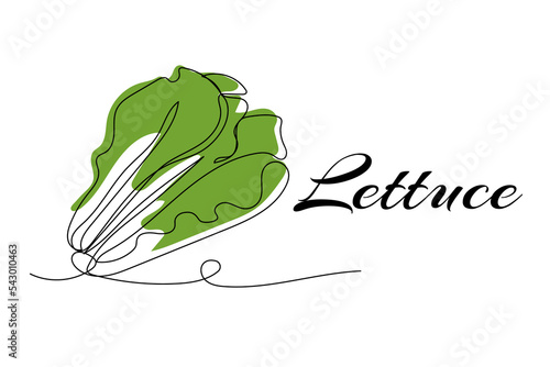 Continuous one line drawing of lettuce. Vector illustration on isolated background.