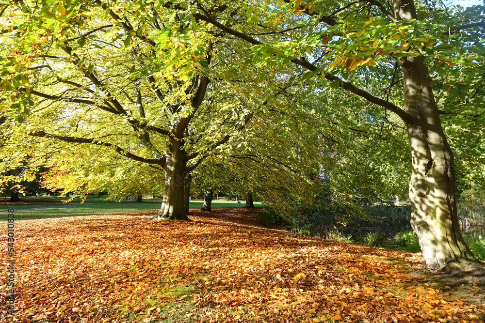 Autumn in the public parks in the Netherlands Autumn in the public parks in the Netherlands