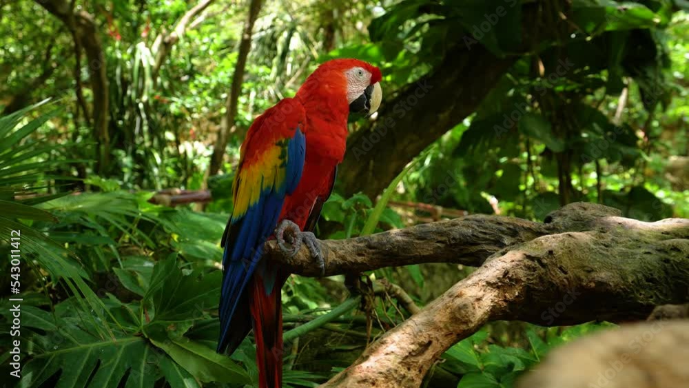 Macaw Roo Red Macaw parrots in Xcaret Park, located in the east of the Yucatan ...