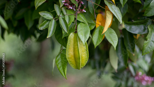 Cultivation of carambola or starfruit, with fruits ready to be harvested. Tropical fruits.