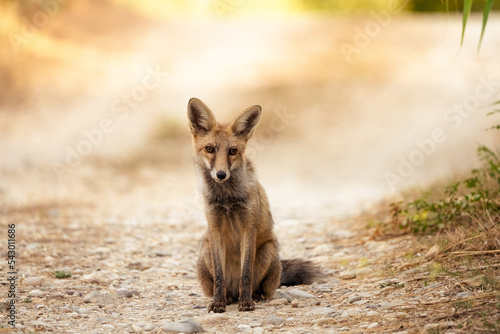 red fox vulpes siiting on the ground