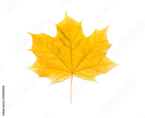 Colorful autumn maple leaf isolated on white  top view