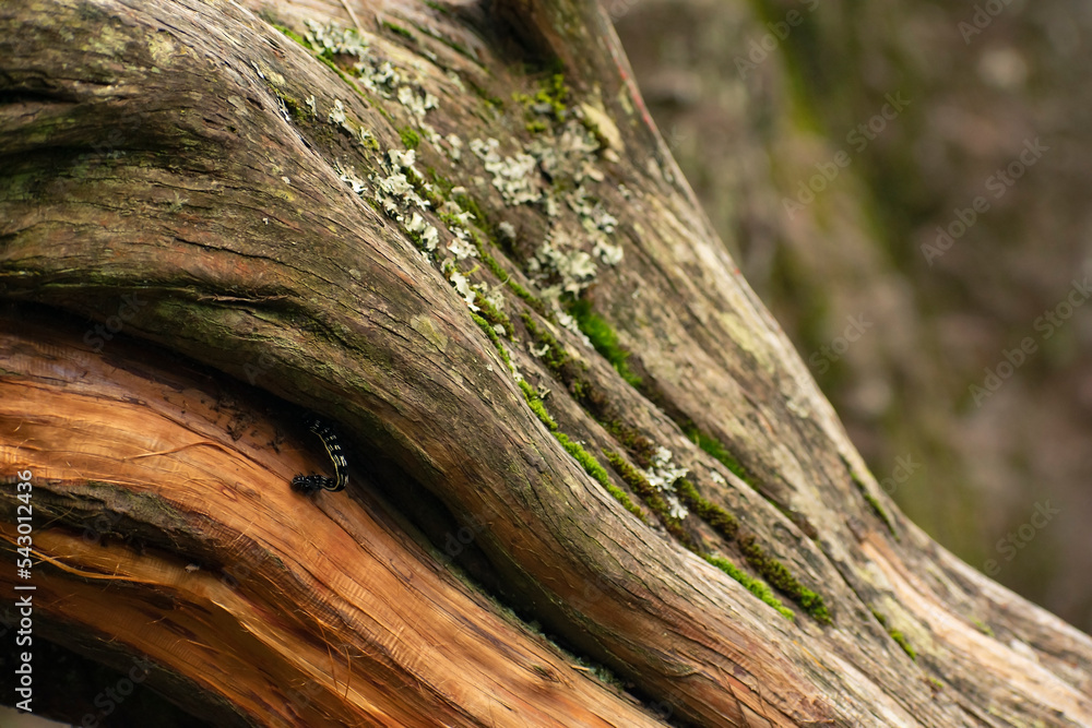 Black and yellow caterpillar climbing a tree Black and yellow caterpillar climbing a tree