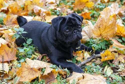 A sad baby black pug lies in a park on a lawn of yellow autumn leaves. Close-up.