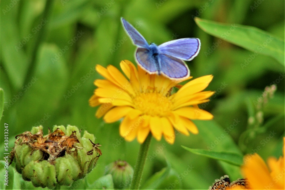 butterfly on flower butterfly on flower