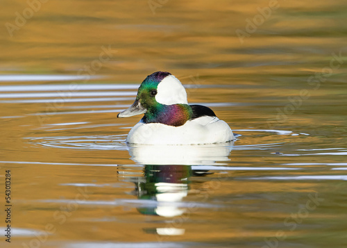 Bufflehead duck with colorful head feathers in a golden lake during the Fall season. photo