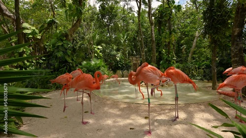 Red flamingo in Xcaret Park, located in the east of the Yucatan Peninsula, state Quintana Roo