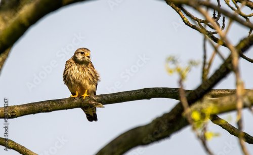 bird on a branch