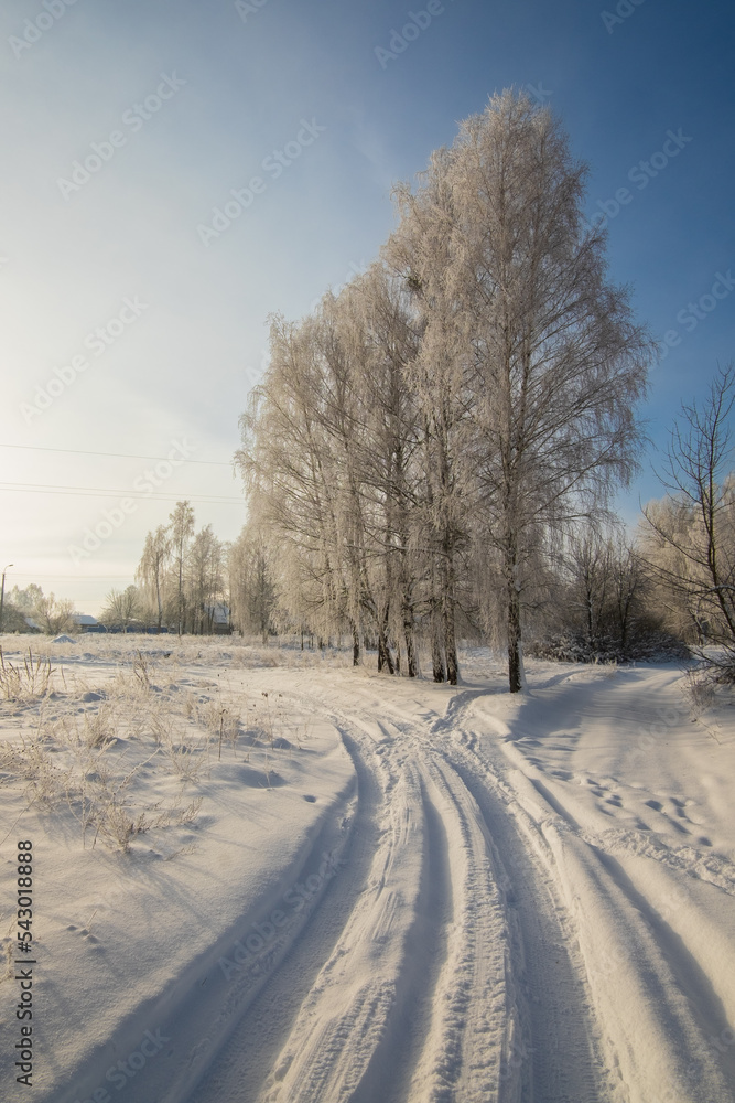 Obraz premium winter landscape in the forest