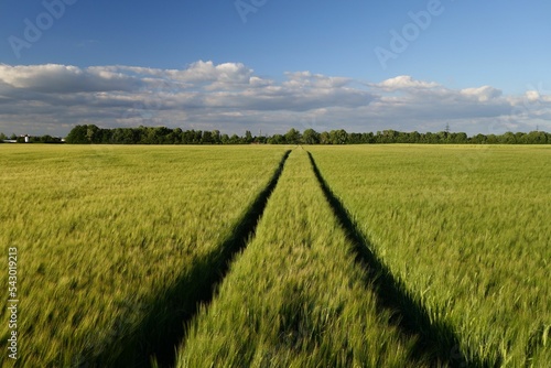 Two parallel lines in a green wheat field