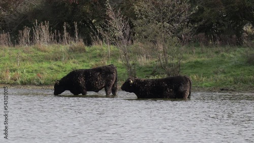 Two Galloway cattle standing calmly in the water of a pond at Eijsder Beemden Nature Reserve, flowing water, grass and wild plants in background, autumn day in Eijsden, South Limburg, the Netherlands photo