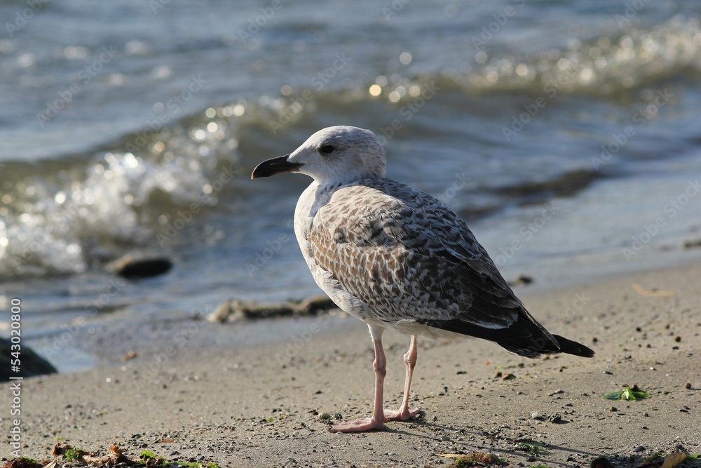 Silver gulls on the Black Sea coast in Varna (Bulgaria)
Silver gulls on the Black Sea coast in Varna (Bulgaria)