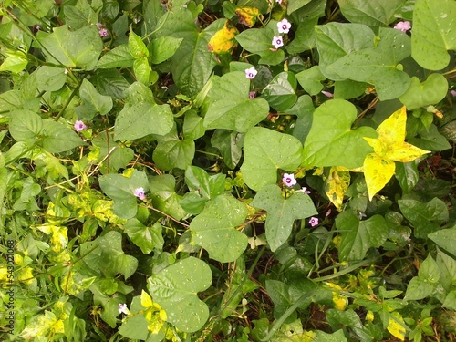 gooseberries on a bush