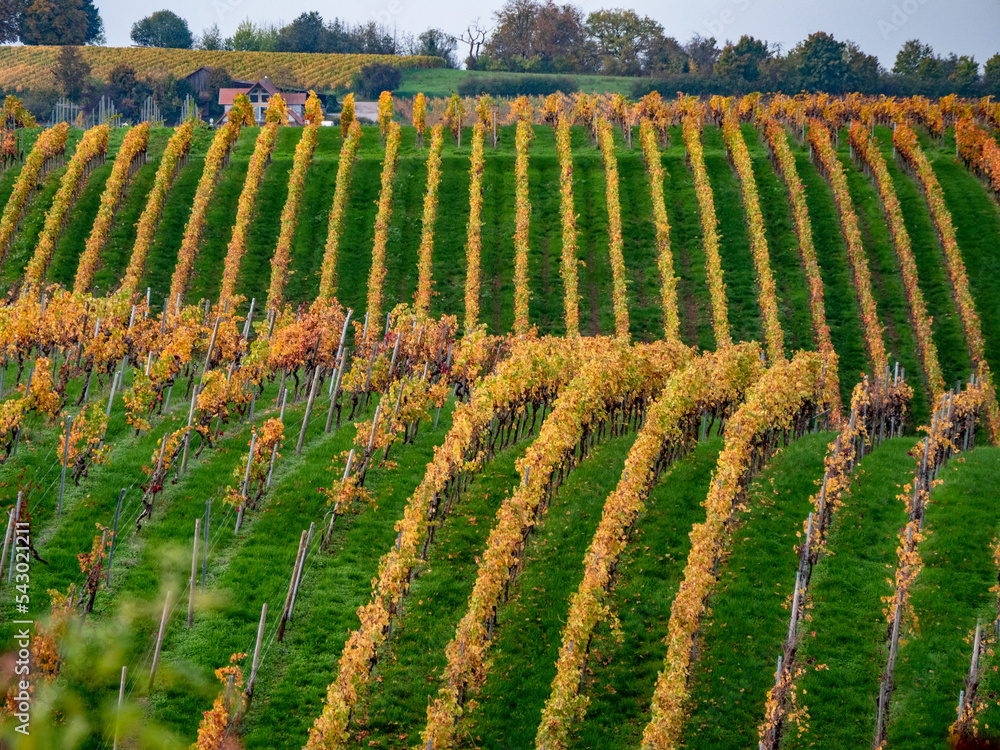 Fototapeta premium Weinberge mit Südhang im Herbst