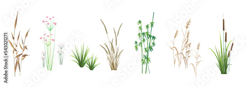 Photo Cattail, reeds, cane, bamboo, butomus, sedge and other marsh grass - a collection of color vector illustrations, isolated on a white background