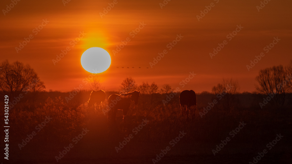 Fototapeta premium horses an sunrise