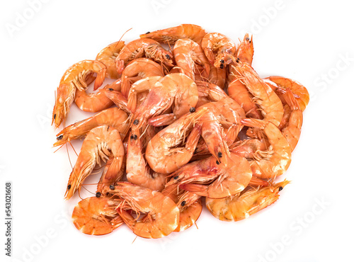 shrimps in studio