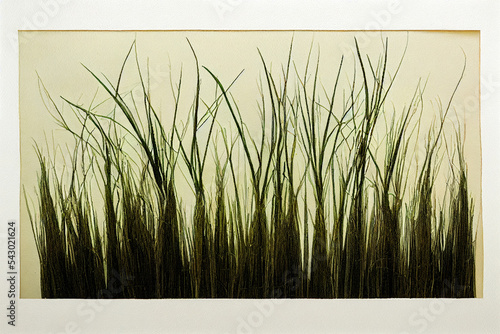 Chrysopogon zizanioides, commonly known as vetiver and khus, is a perennial bunchgrass of the family Poaceae. photo