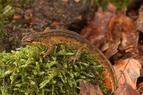 Closeup on an adult European Carpathian newt, Lissotriton montandoni on green moss photo