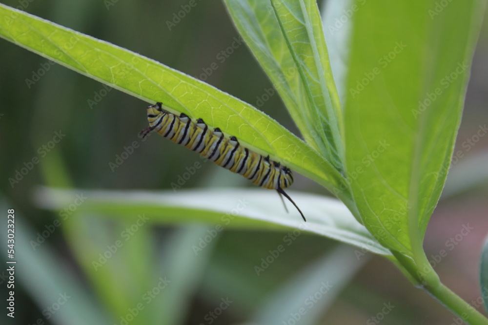 Monarch butterfly Danaus plexippus caterpillar instar on swamp milkweed ...