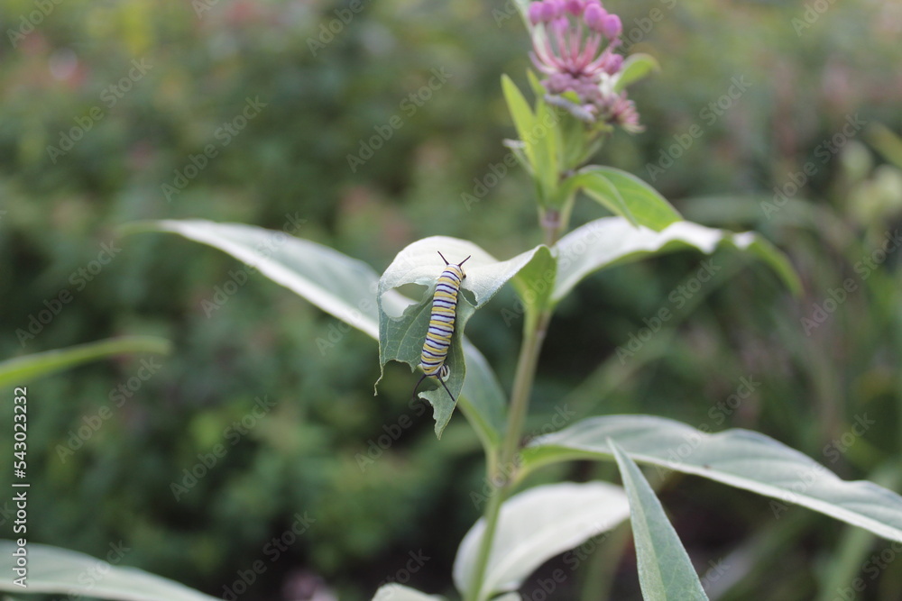 Foto de Monarch butterfly Danaus plexippus caterpillar instar on swamp ...