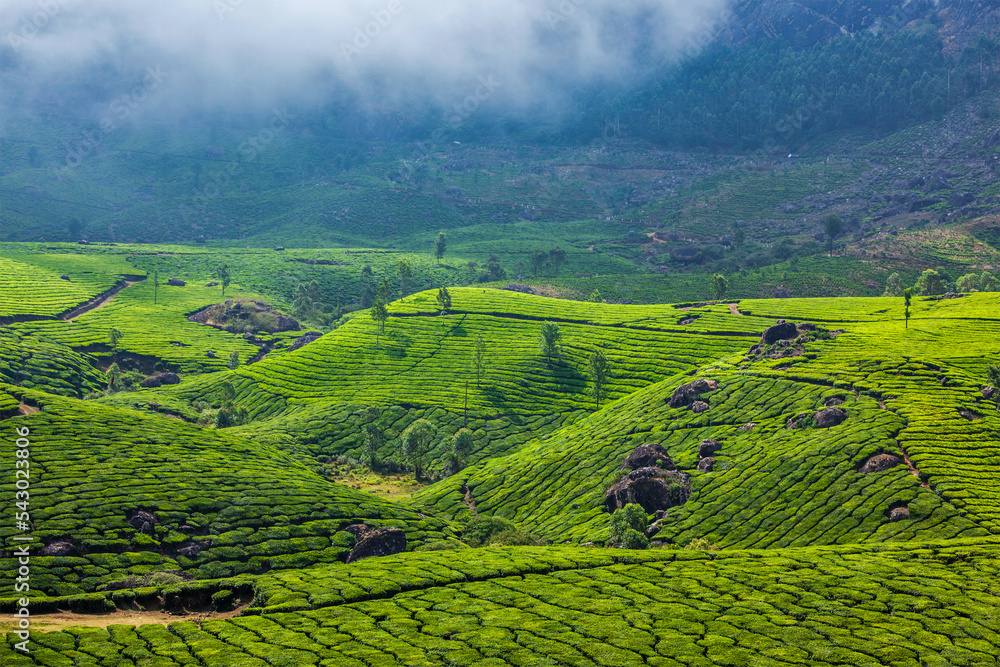 Kerala India travel background - green tea plantations in Munnar, Kerala, India - tourist attraction