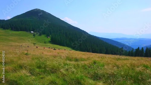 Cows grazing on Polonyna Khomyak mountain meadow against the Mount Khomyak, Carpathians, Ukraine photo