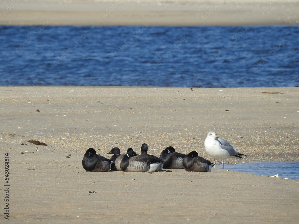 Atlantic Brant Geese and a herring gull enjoying a beautiful winters day on the beach, Sandy Hook, Gateway National Recreation Area, Monmouth county, New Jersey. Atlantic Brant Geese and a herring gull enjoying a beautiful winters day on the beach, Sandy Hook, Gateway National Recreation Area, Monmouth county, New Jersey.