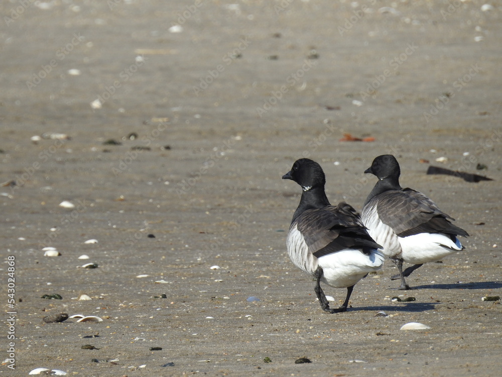 A pair of Atlantic Brant Geese enjoying a beautiful winters day on the beach at the Sandy Hook Bay, in Monmouth County, New Jersey. A pair of Atlantic Brant Geese enjoying a beautiful winters day on the beach at the Sandy Hook Bay, in Monmouth County, New Jersey.